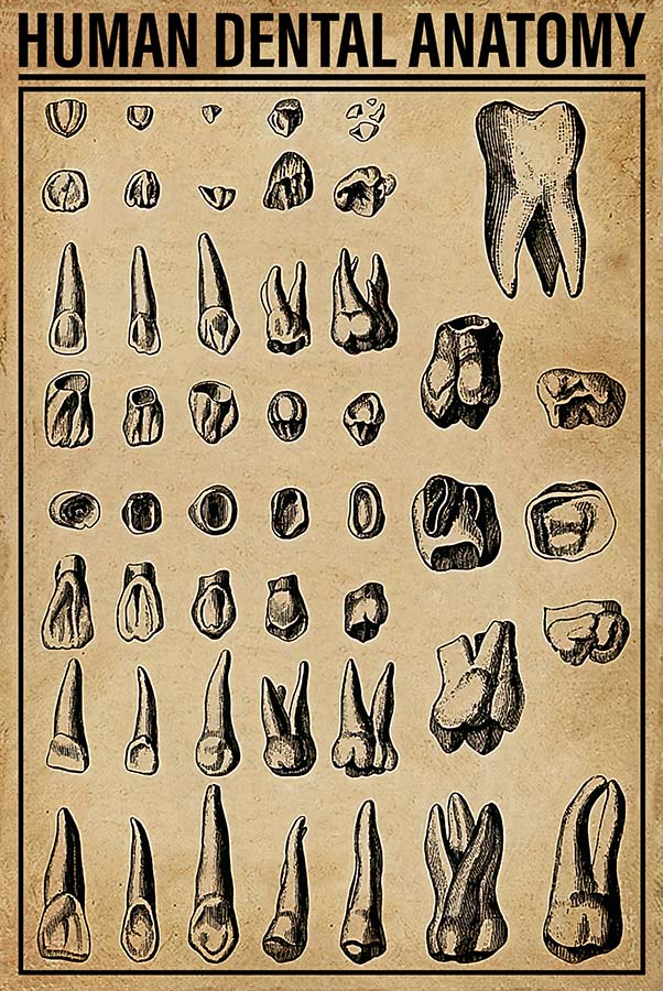 Human Dental Anatomy Biology Diagrams