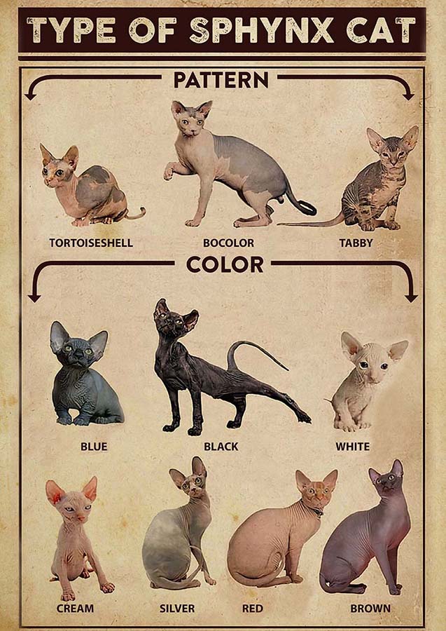 Skitongifts Wall Decoration Home Decor Decoration Room Types of Sphynx Cat TT0110