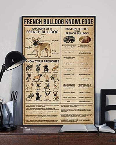 French Bulldog Knowledge Anatomy Frenchies