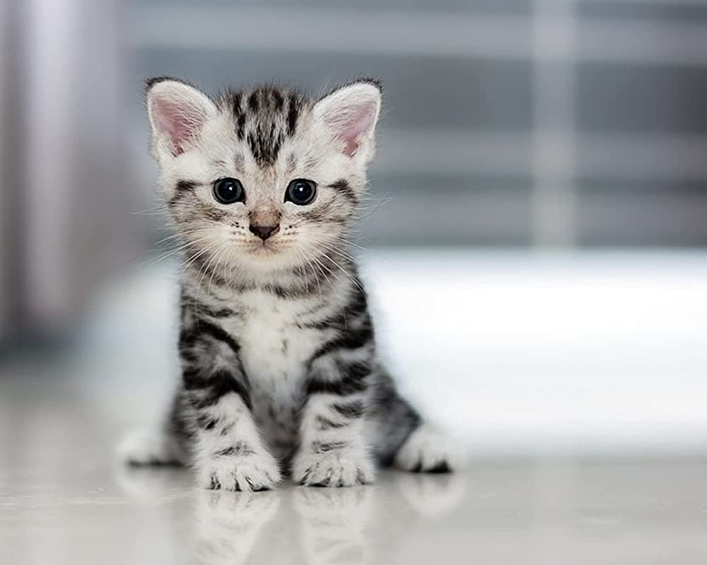 Small Cat Tabby Cat, Lovely Small Cat, Young Tabby Cat Picture, Baby cat