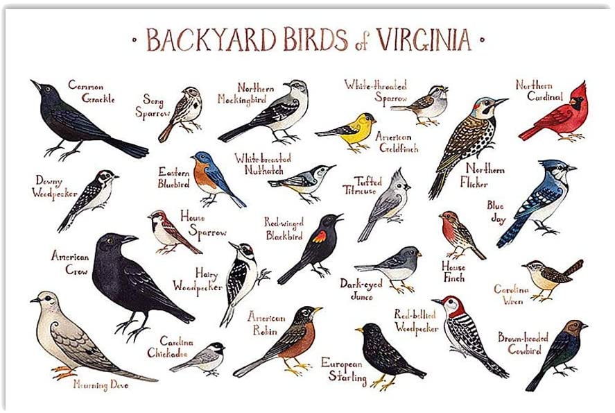 Backyard Birds Of Virginia