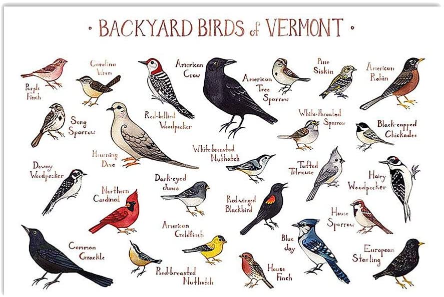 Backyard Birds Of Vermont