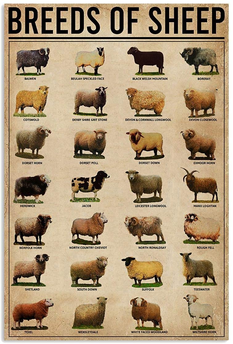 Breeds Of Sheep Farm Animals