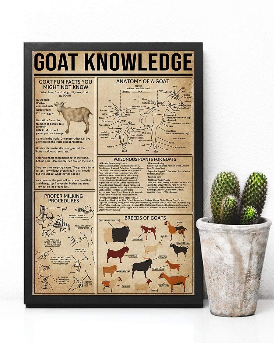 Goat Knowledge Anatomy Of A Goat 1208