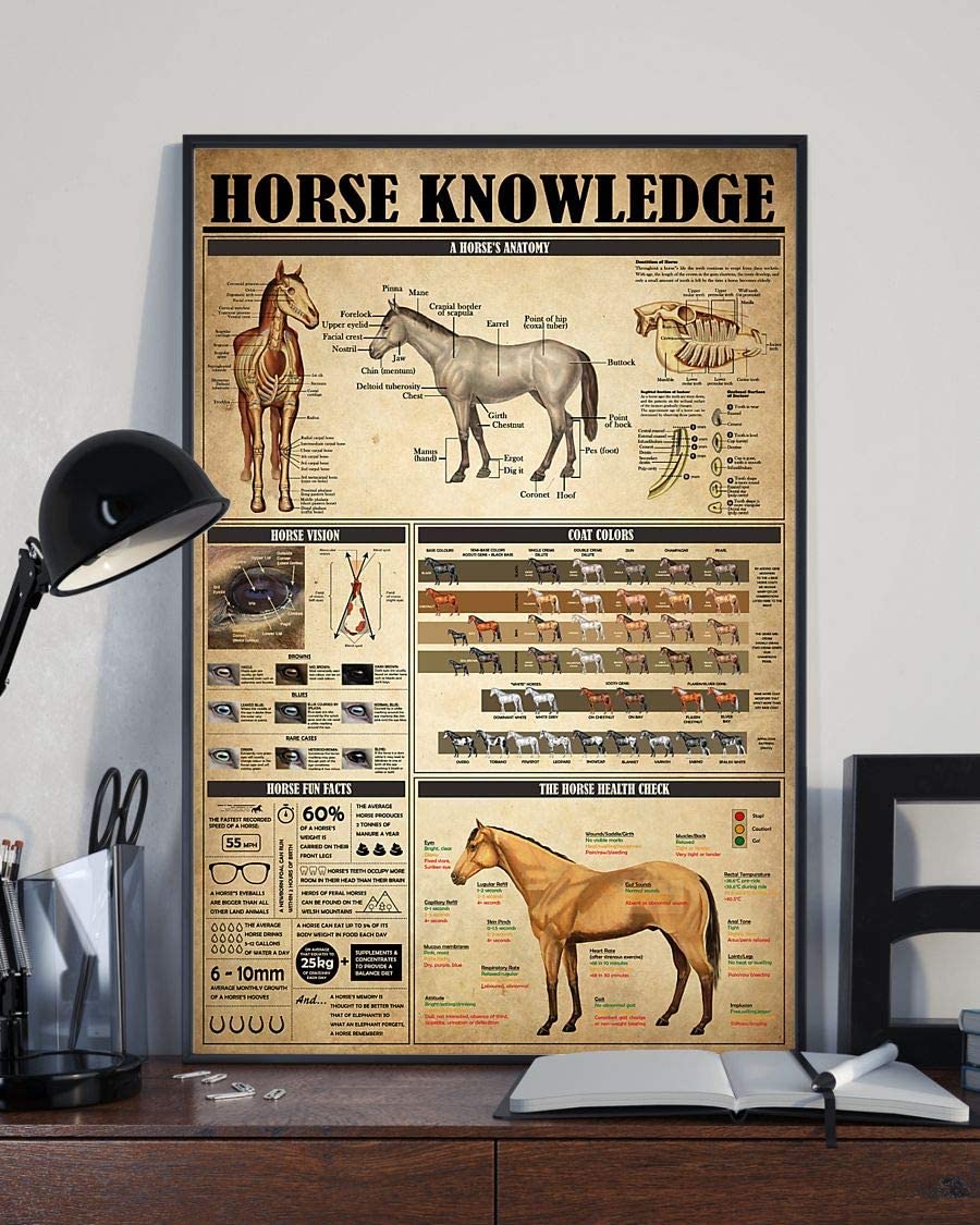 Horse Knowledge A Horses Anatomy 1208