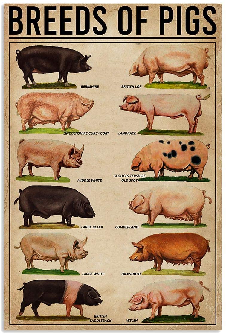 Breeds Of Pigs Funny