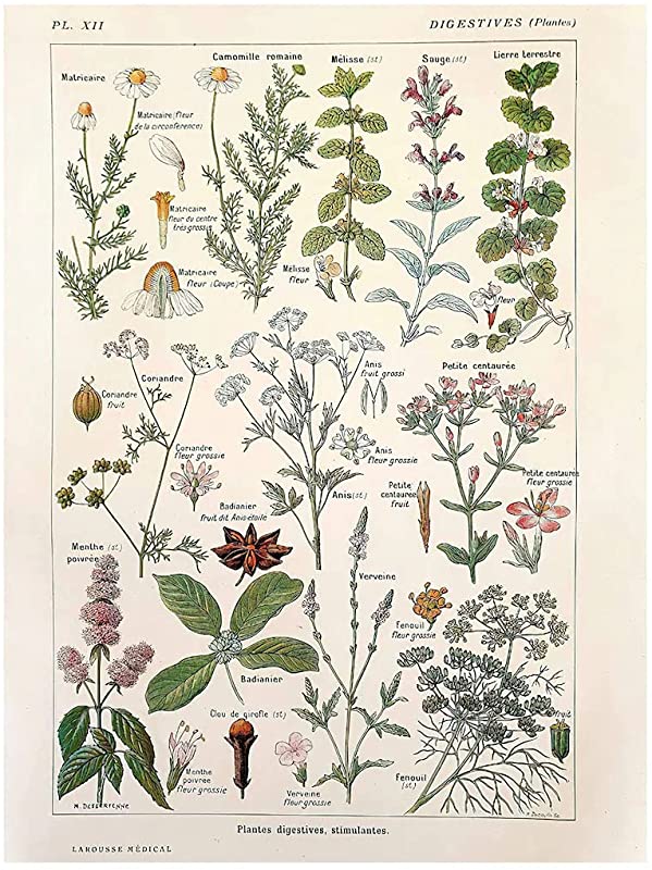 Vintage Ancient Botanical, Plants Digestives, 1912 Medicinal Board, Medicinal Chart