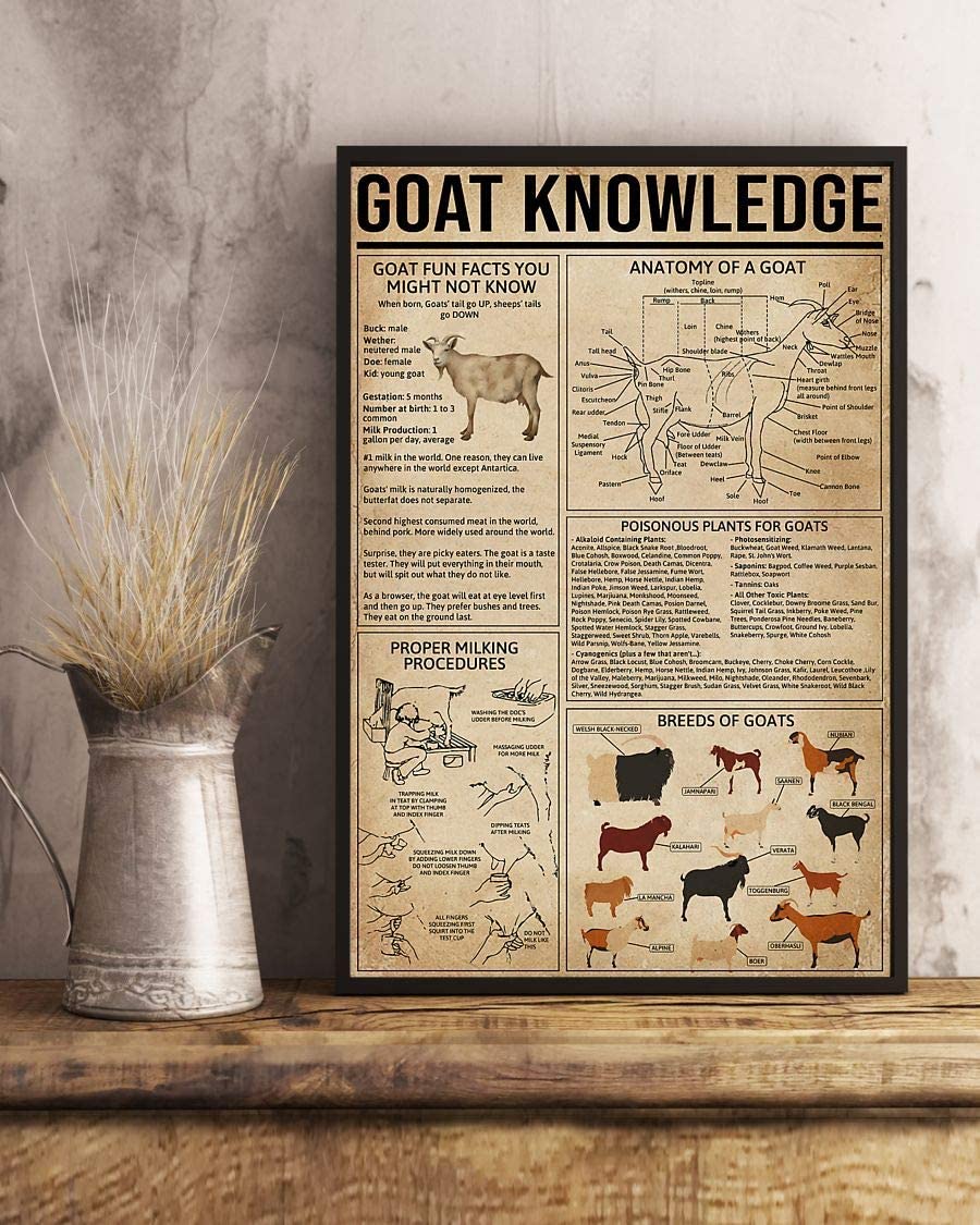 Goat Knowledge Anatomy Of A Goat 1208