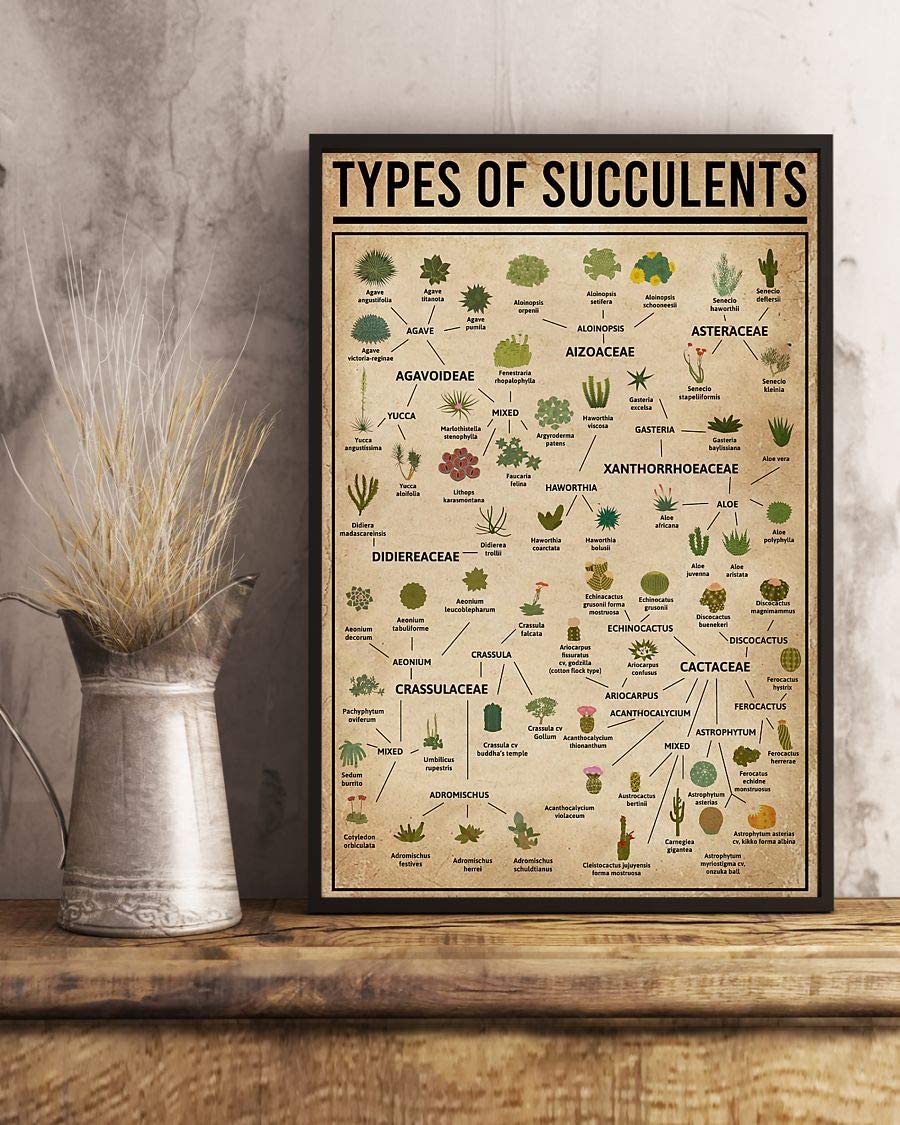 Types Of Succulents 1208