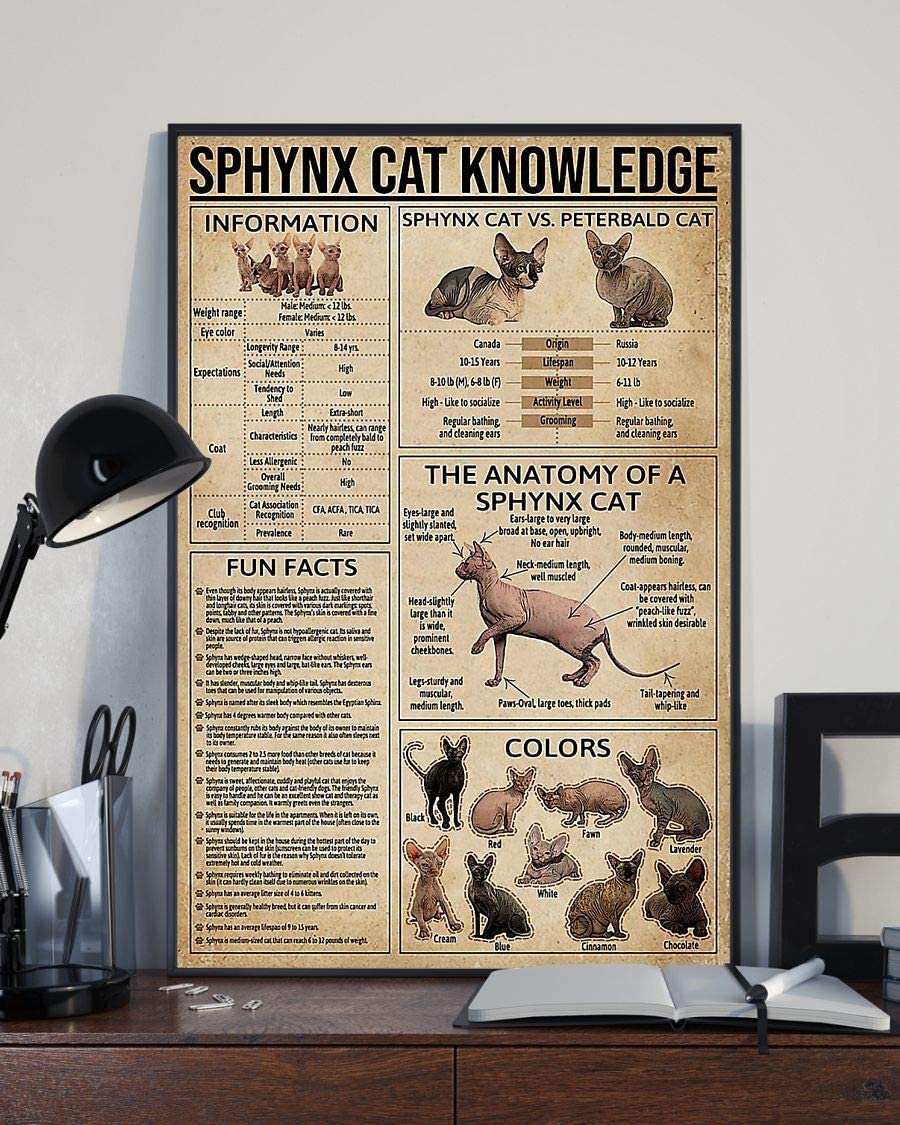 Sphynx Cat Knowledge The Anatomy Of A Sphynx Cat 1208