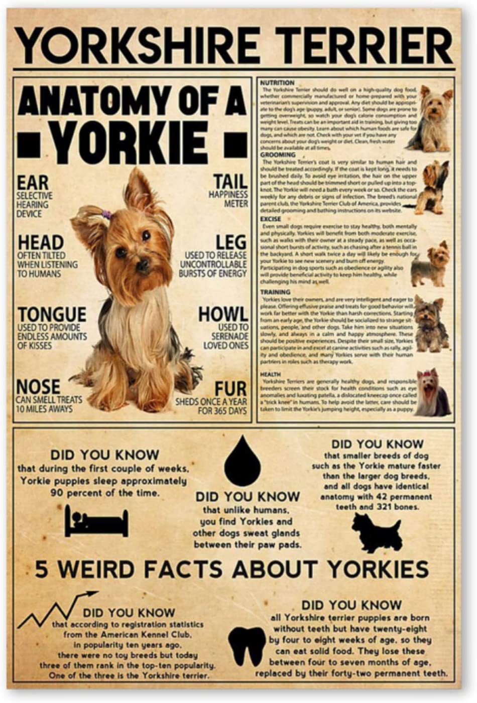 Yorkshire Terrier Knowledgenfmy