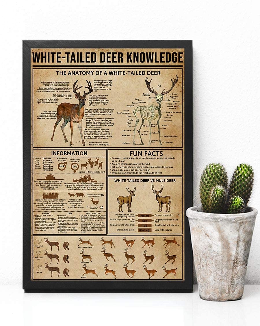 White-Tailed Deer Knowledge The Anatomy Of A White-Tailed Deer 1208