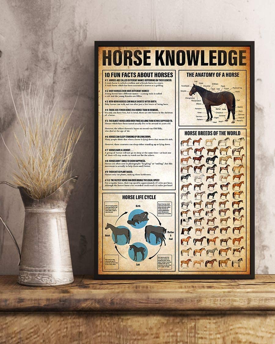 Horse Knowledge The Anatomy Of A Horse 1208