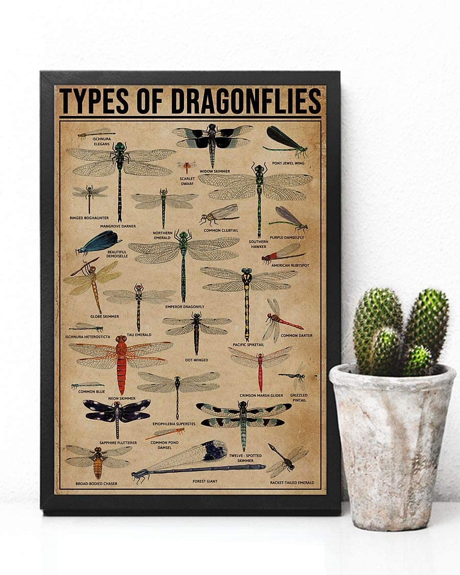 Types Of Dragonflies 1208
