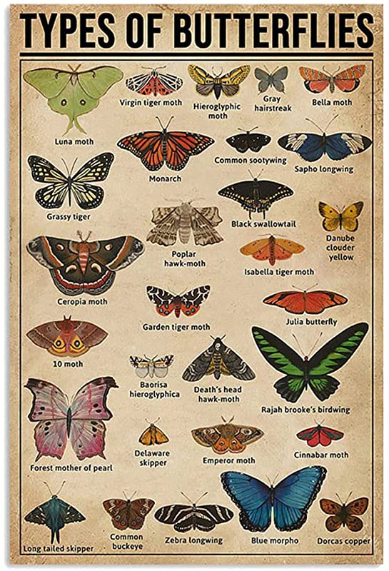 Types of Butterflies, Types of Butterflies, Vintage Butterflies, Butterfly, Housewarming