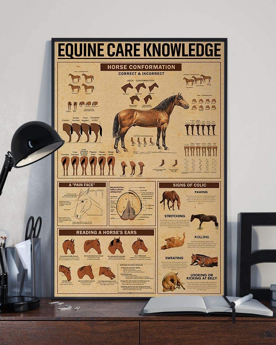 Equine Care Knowledge Horse Conformation 1208