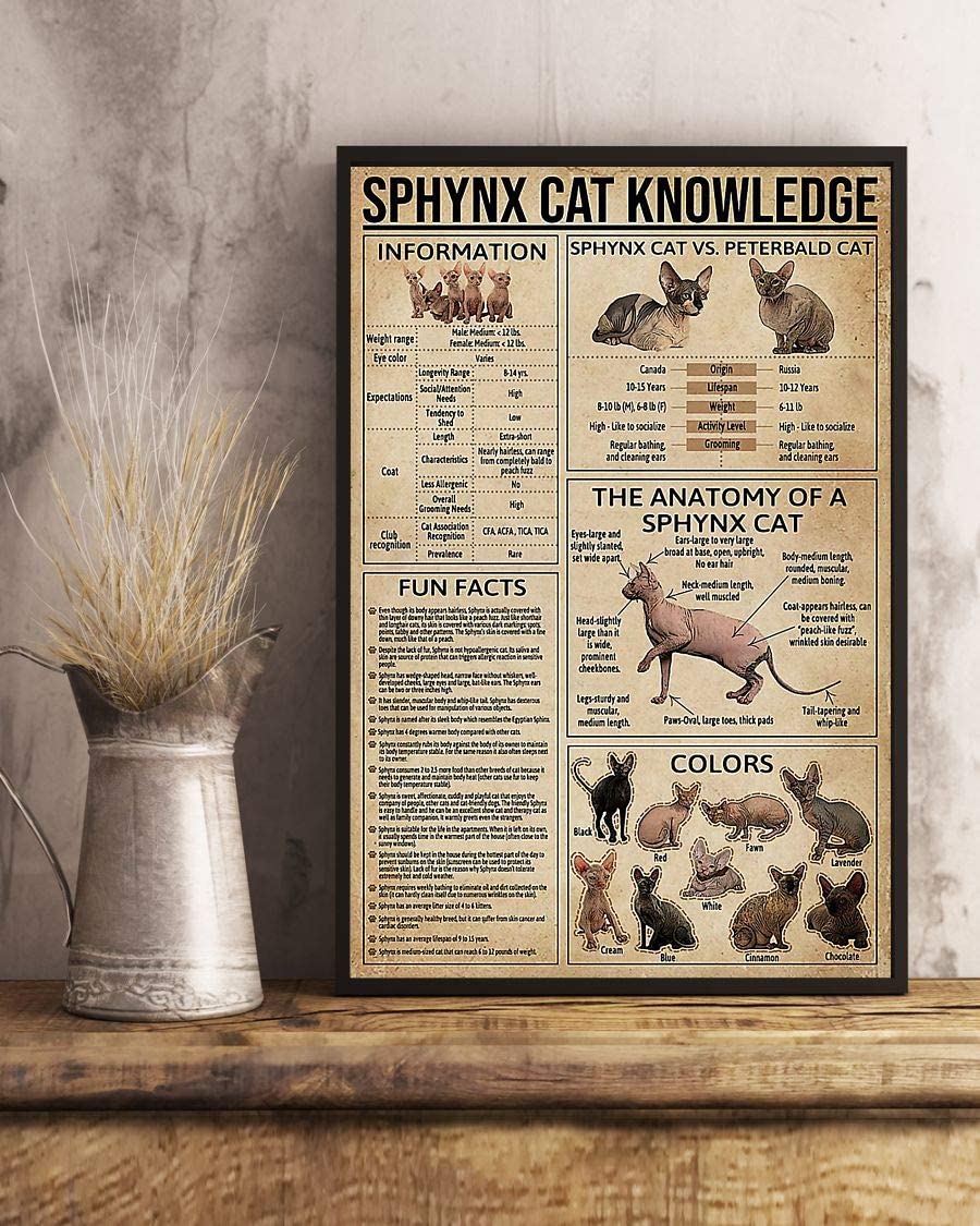 Sphynx Cat Knowledge The Anatomy Of A Sphynx Cat 1208