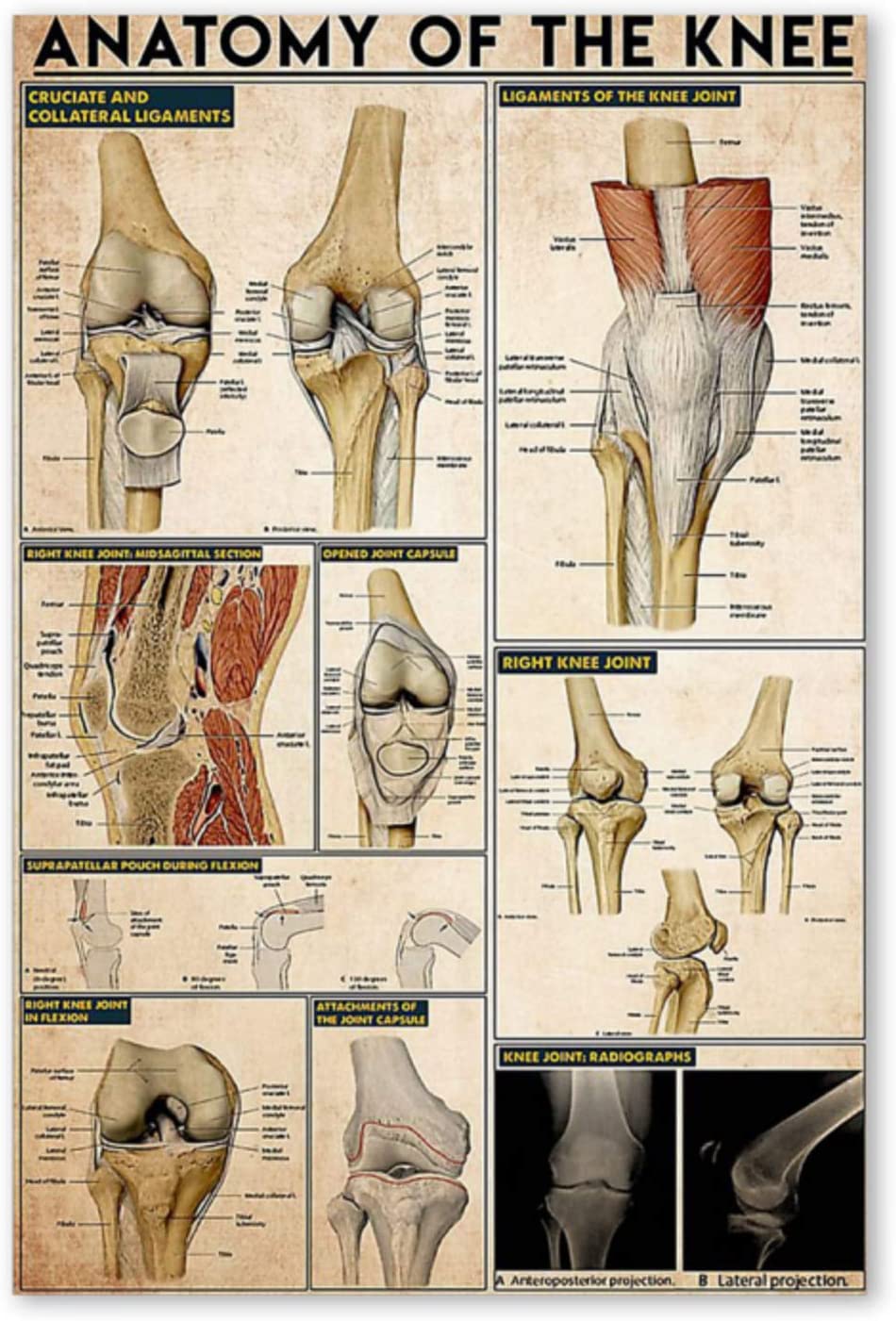 Anatomy Of The Knee