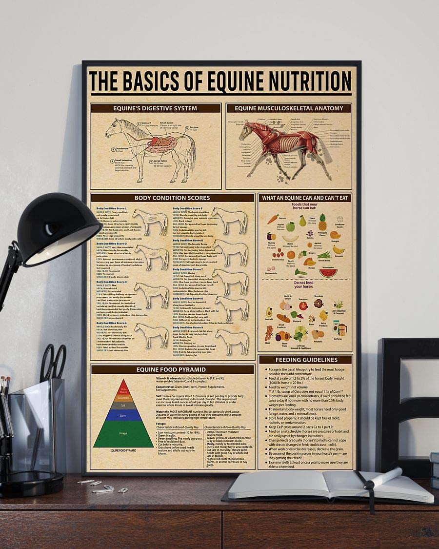 The Basics Of Equine Nutrition Equine Musculoskeletal Anatomy 1208