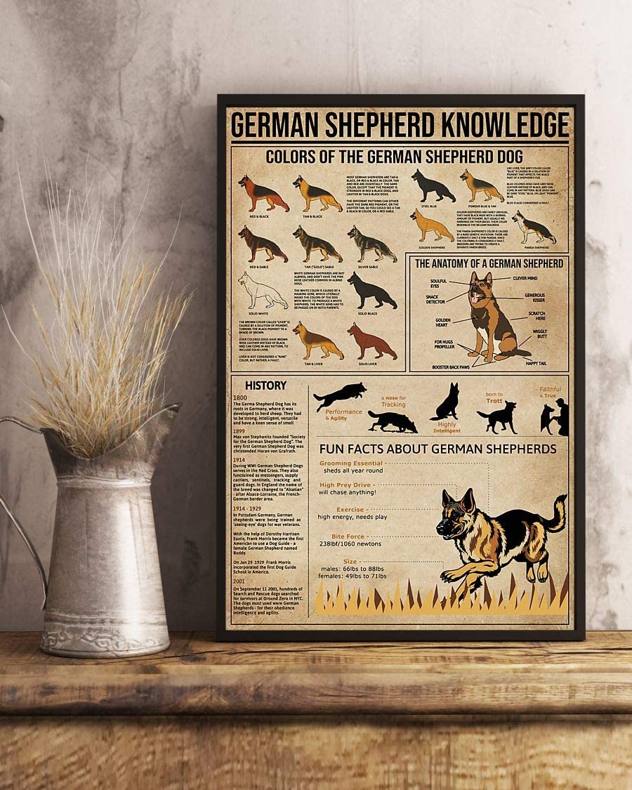 German Shepherd Knowledge Colors Of The German Shepherd Dog 1208