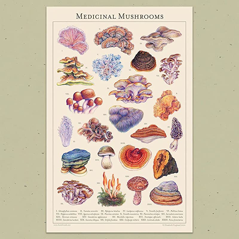 Medicinal Mushrooms, Botanical Art, Mushroom Art Traditional Medicine, Natural Medicine