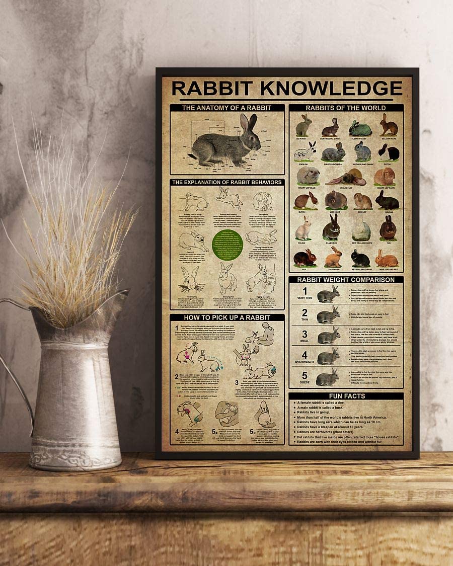 Rabbit Knowledge The Anatomy Of A Rabbit The Explanation Of Rabbit Behaviors 1208