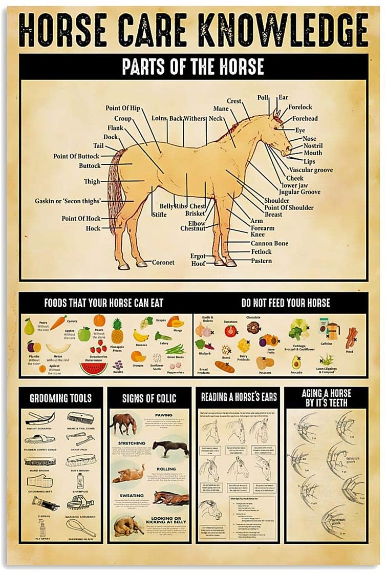 Skitongifts Poster No Frame, Wall Art, Home Decor Horse Knowledge Care Parts Food That They Can Or Can Not Eat Glooming Tools Signs Of Colic GP2810
