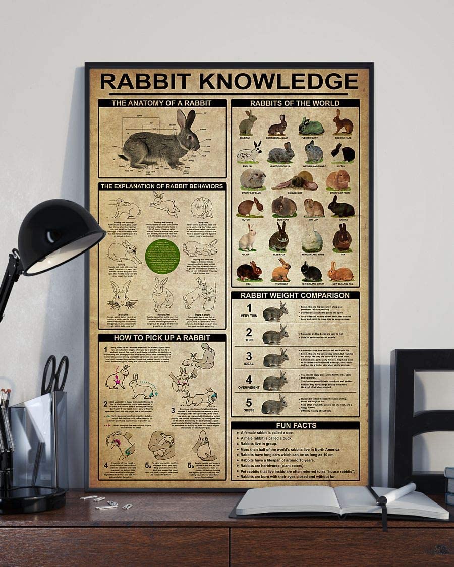 Rabbit Knowledge The Anatomy Of A Rabbit The Explanation Of Rabbit Behaviors 1208