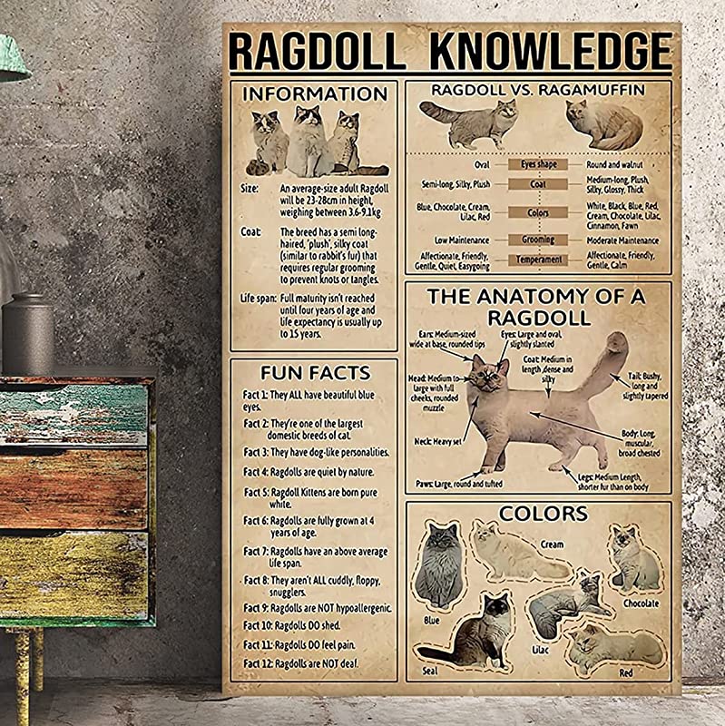 Ragdoll Knowledge, The Anatomy of A Ragdoll, Vintage Ragdoll, Ragdoll Cat, Ragdoll Owner