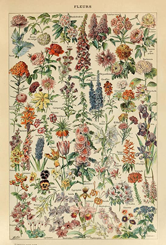 Vintage Flowers Chart, Flowers Vintage, Nature