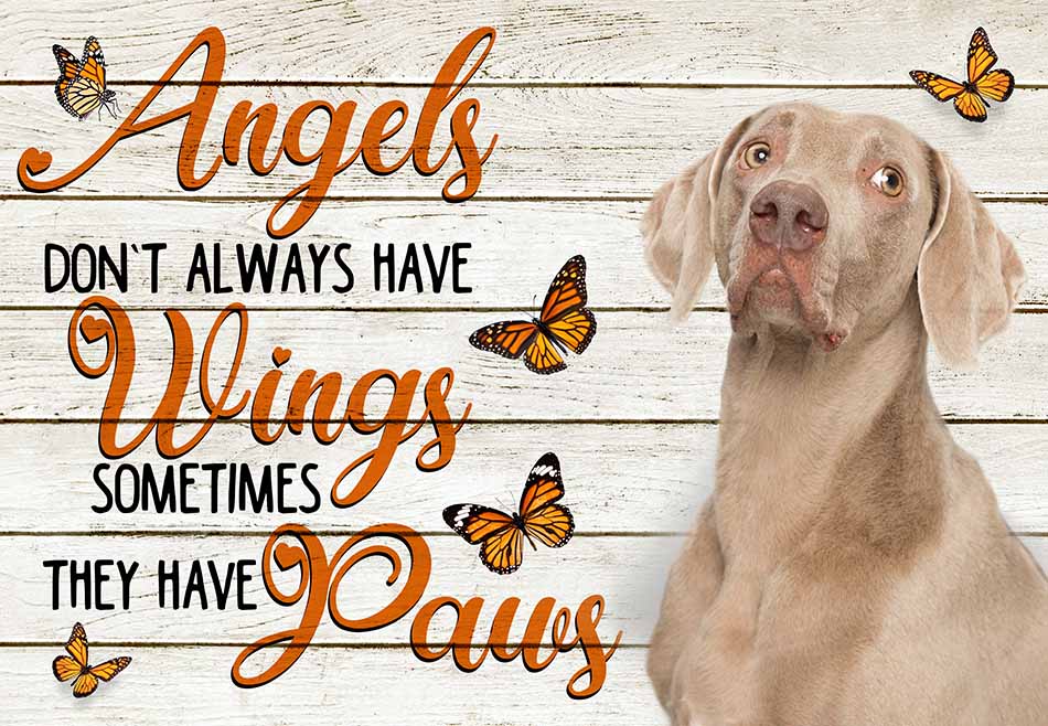 Angels Don't Always Have Wing Sometimes They New Paws Weimaraner MH0409