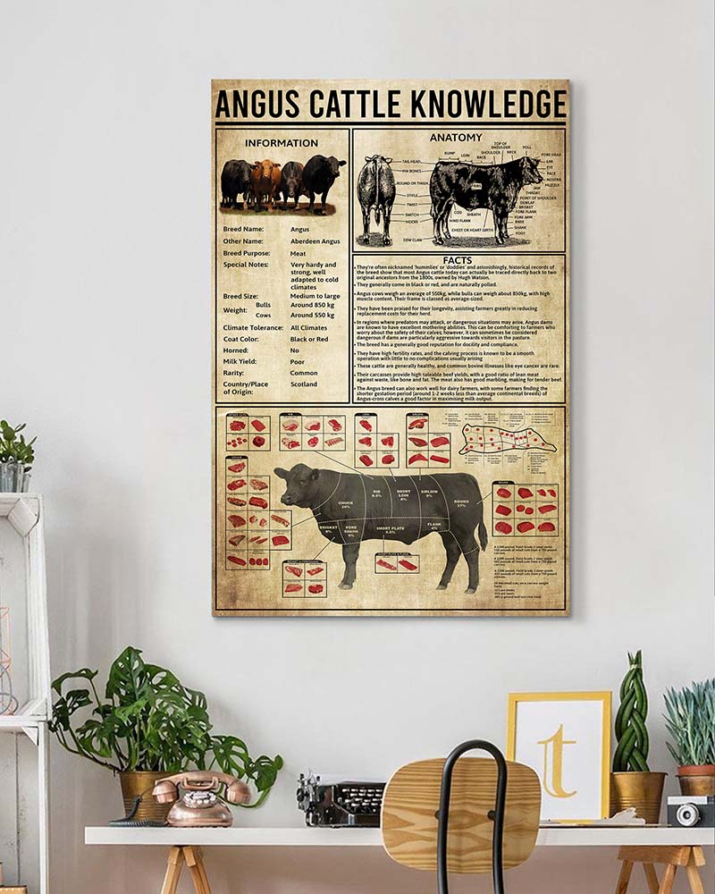 Angus Cattle Knowledge-VT0705