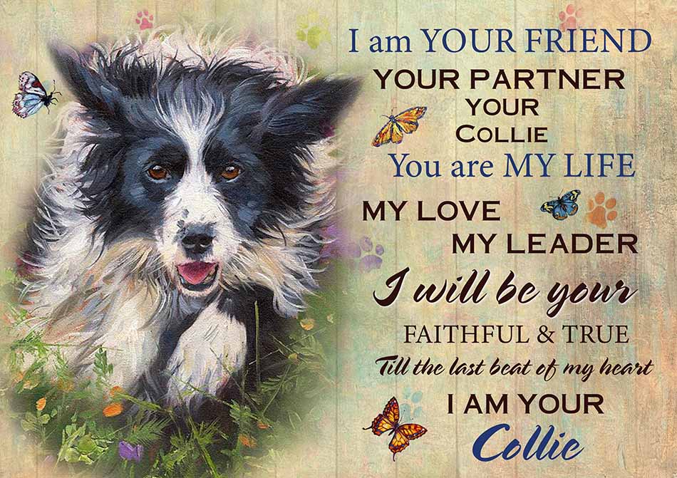 I'm Your Friend You're My Life My Love My Leader Collie Art-TT2708