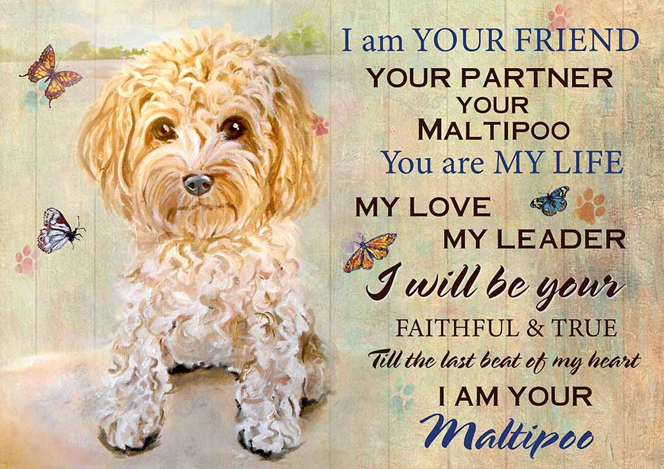 I'm Your Friend You're My Life My Love My Leader Maltipoo Art-TT2708