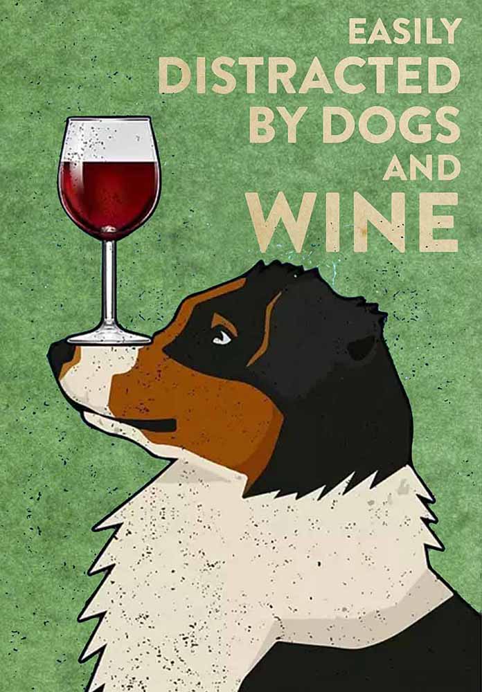 Australian Shepherds Easily Distracted By Dogs And Wine-TT2708