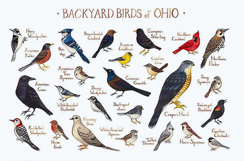 Backyard Birds Of Ohio