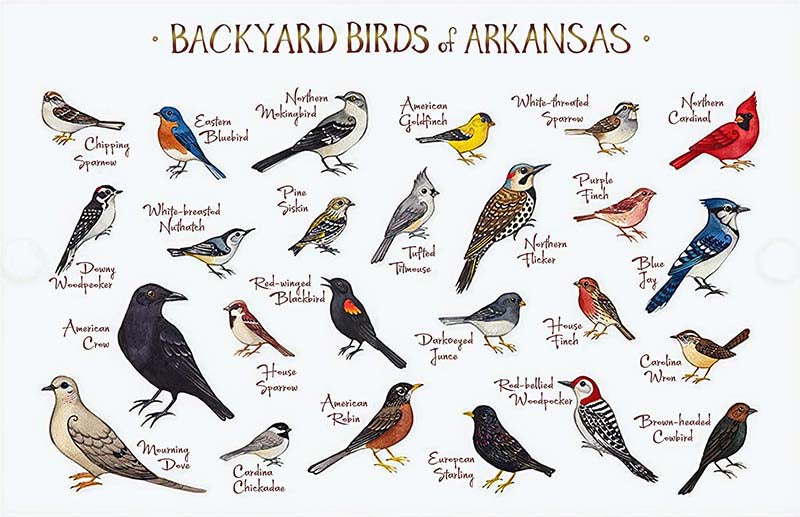 Backyard Birds Of Arkansas