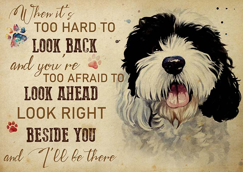 Bernedoodle When It's Too Hard to Look Back-TT2009