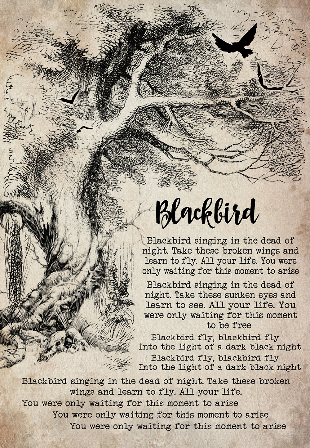 Blackbird Song Lyrics Portrait