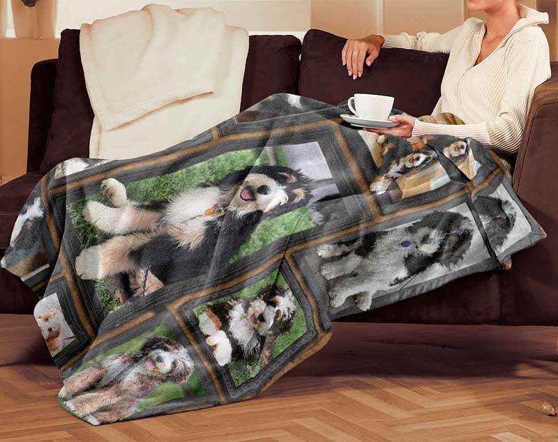Dog Cute Bernedoodle-TT2511