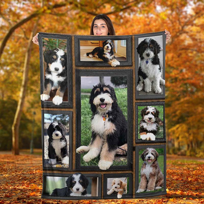 Dog Cute Bernedoodle-TT2511