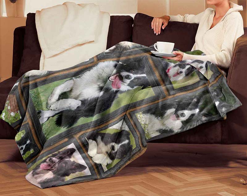 Dog Cute Border Collie-TT2511