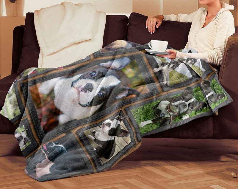 Dog Cute Boston Terrier-TT2511