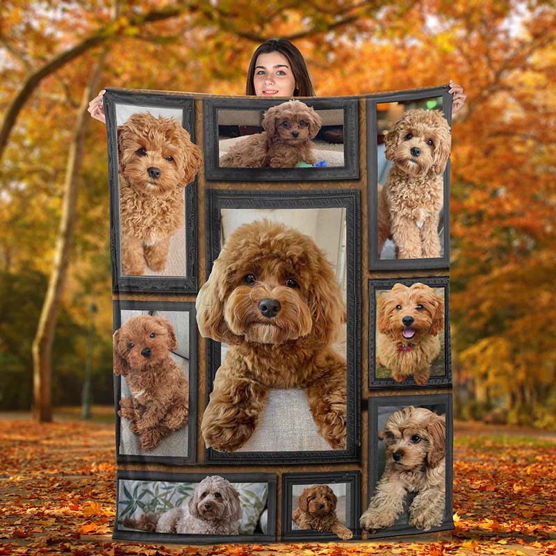 Dog Cute Cavapoo-TT2511