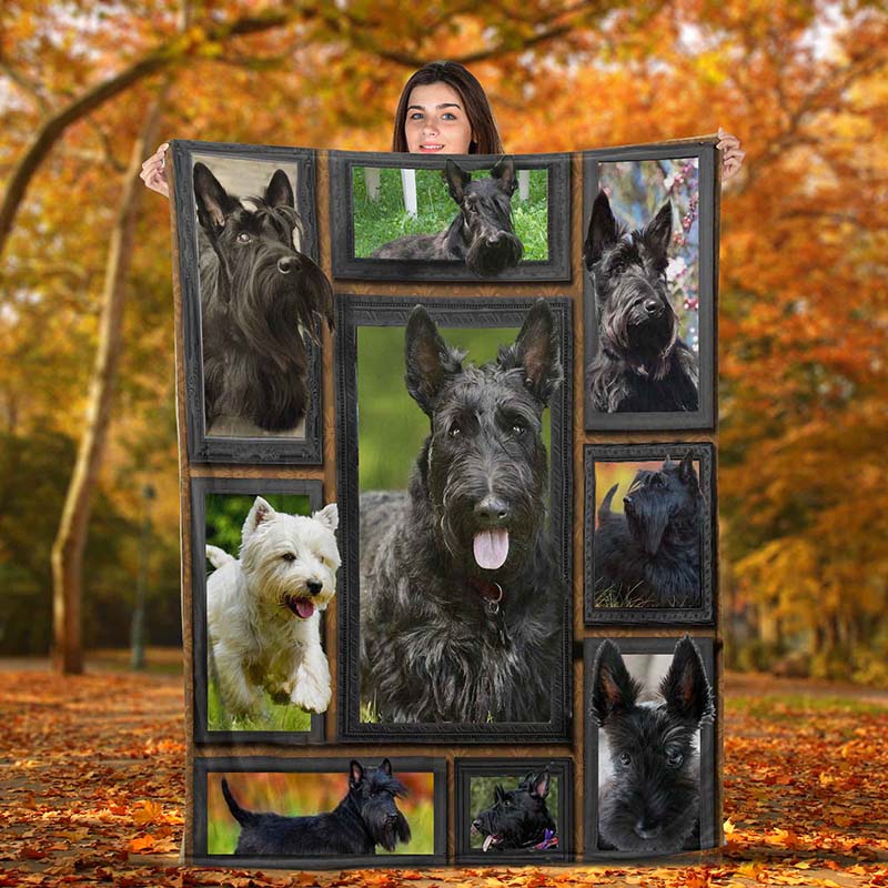 Dog Cute Scottish Terrier-TT0312