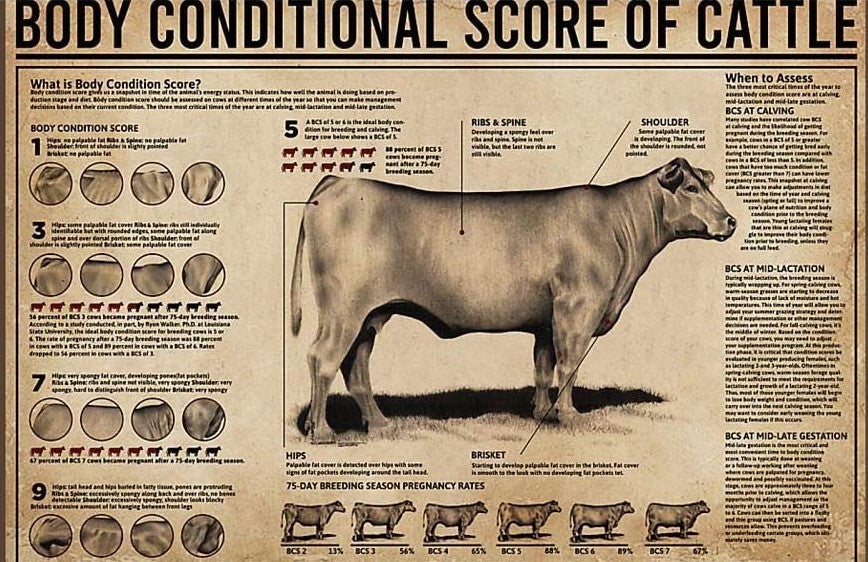 Body Conditional Score of Cattle Landscape