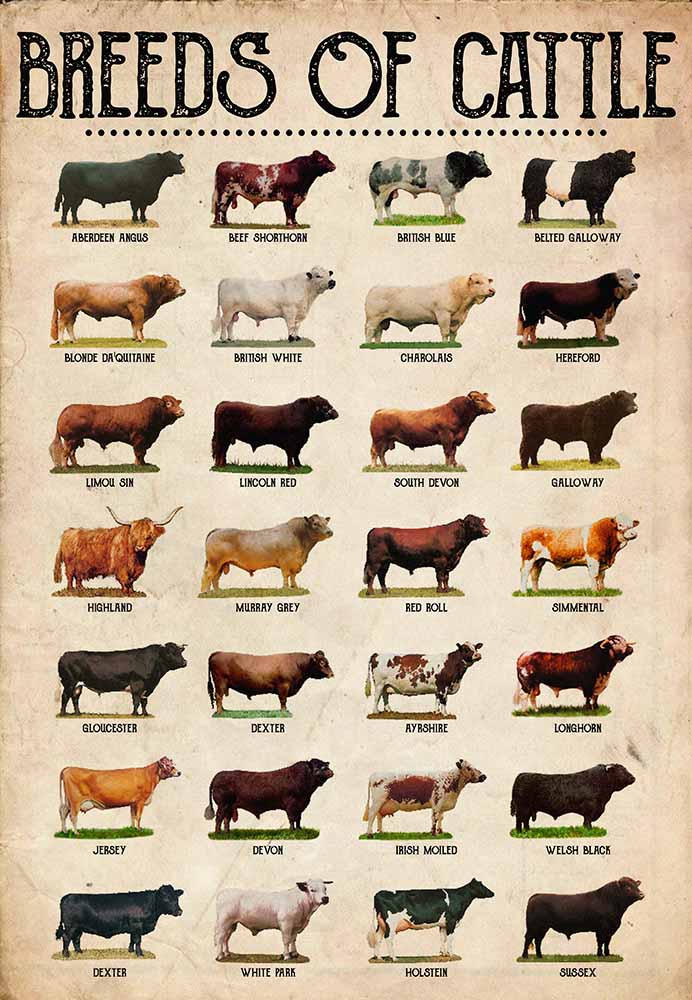 Breeds Of Cattle-MH2808
