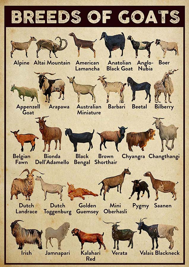 Breeds Of Goats-TT2809