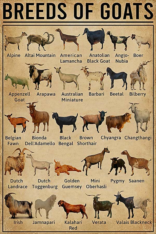 Breeds Of Goats