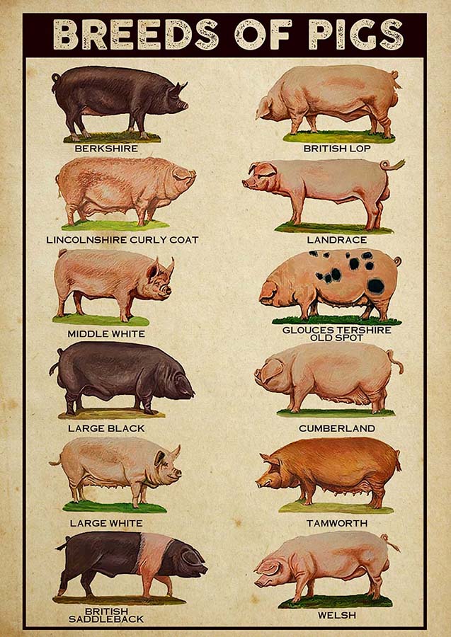 Breeds Of Pigs-TT2509